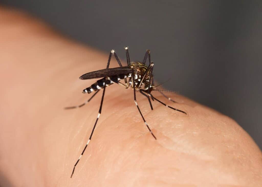 was hilft gegen mücken im zimmer